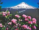 Mt. Hood Rhododendron  Photograph