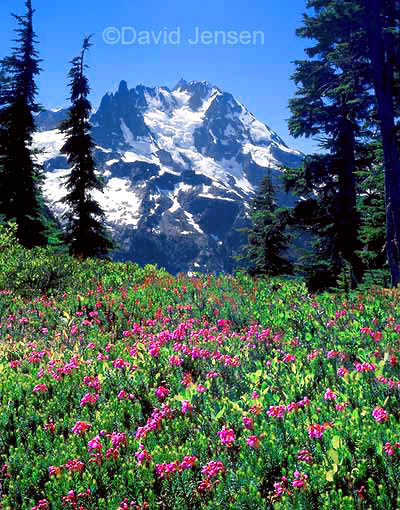 heather and north face of mt shuksan