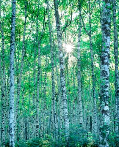 alders on saddle mountain