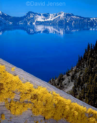 lichened whitebark