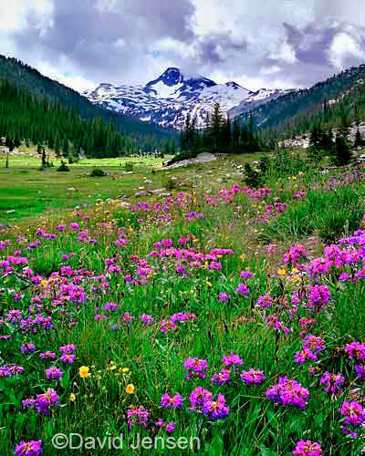 lostine penstemon