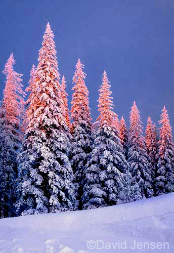 elkhorn firs sunset