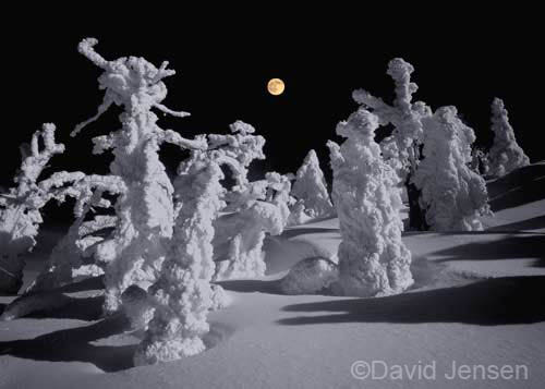 iced pines and firs 