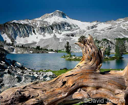 whitebark view