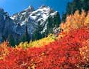 grand tetons and mountain ash