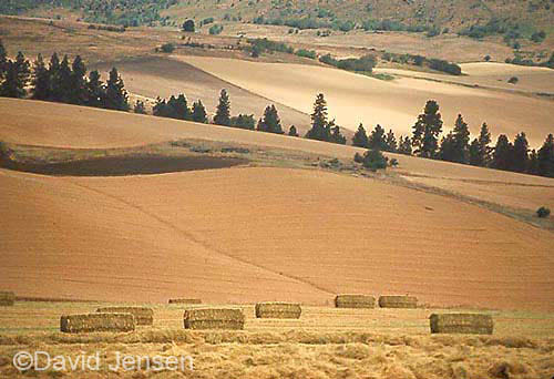 pumpkin ridge