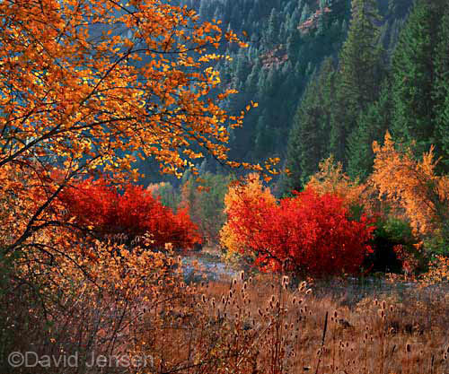 hawthornes along the wallowa river