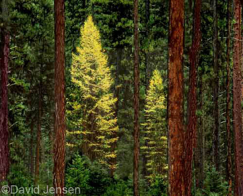 larch in pine forest