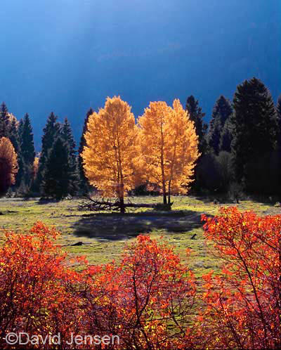 cottonwoods and wild rose