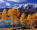 Cottonwoods At Wallowa Lake 