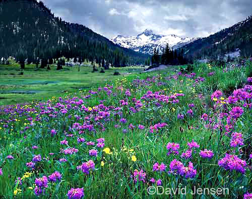 lostine penstemons