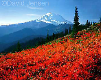 mt rainier and huckleberry