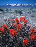 Steens Mountain