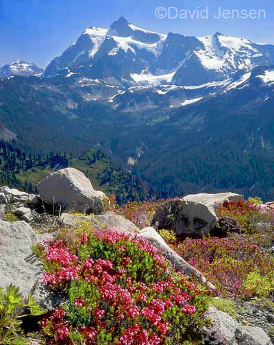 heather and mt shuksan