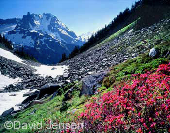 mt shuksan and heather