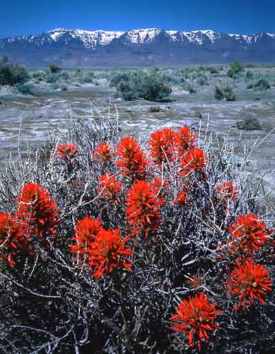 desert paintbrush