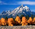 aspens and cathedral group in grand tetons