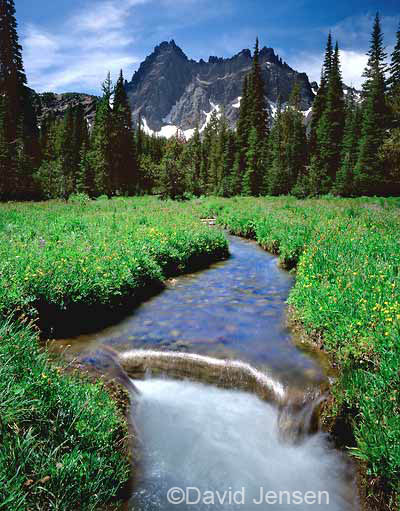 three fingered jack