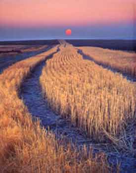 umatilla stubble